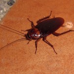 Acrobat Ant