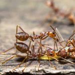 Acrobat Ant