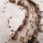 Termite